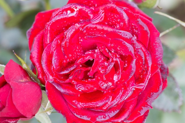 Le rose rosse si chiudono sullo sfondo