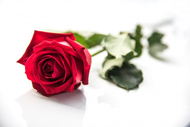 Le rose rosse sono poste su uno sfondo bianco