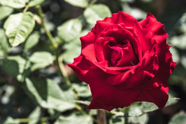 Le rose rosse vintage con sfondo di foglie verdi nel giardino all'aperto.