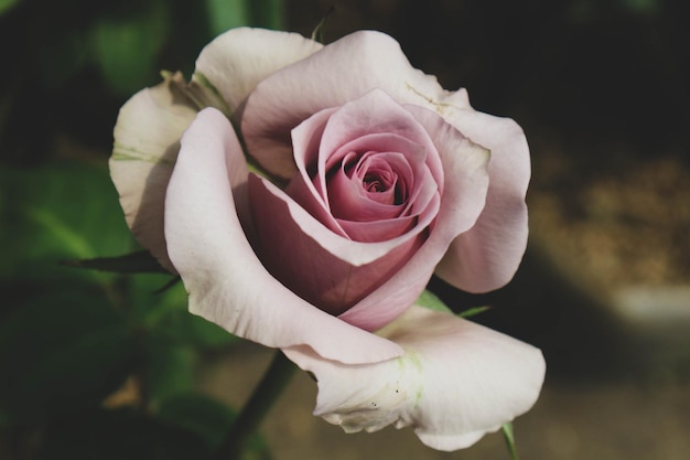 Le rose viola sono in fiore Le rose viola rappresentano fascino splendore magia e mistero rendendo il significato del colore di questa rosa molto ispiratore