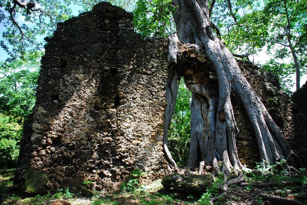 Le rovine di Gedi in Kenya