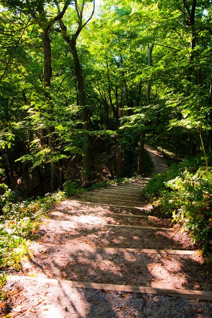 Le scale di legno che invitano a scendere nella lussureggiante foresta del Michigan in estate