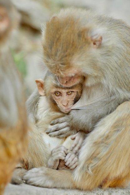 Le scimmie del virus Monkeypox in natura diffondono il virus