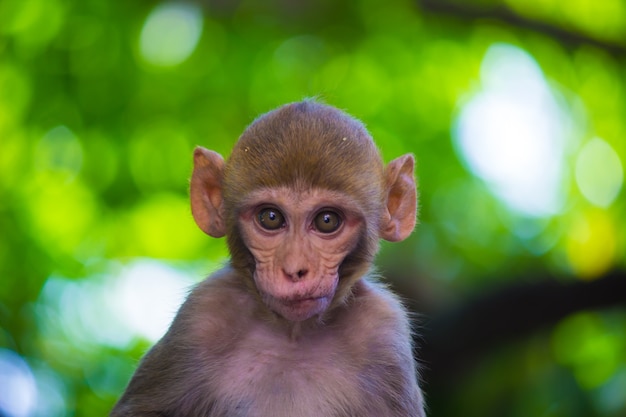 Le scimmie macachi Rhesus sono familiari primati marroni o scimmie o Macaca o Mullata con facce rosse