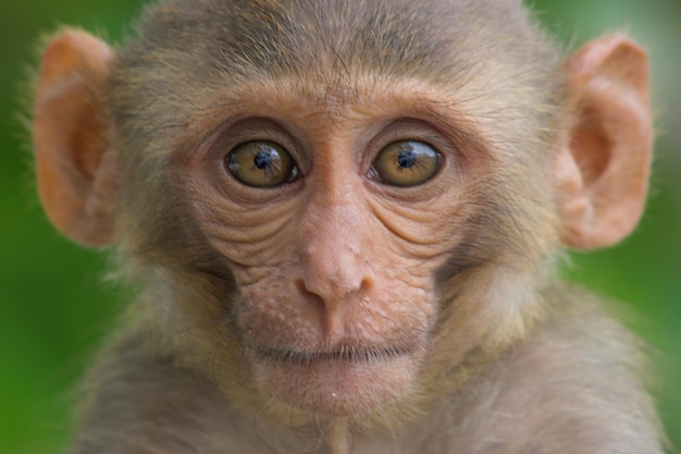 Le scimmie macaco Rhesus sono primati o scimmie marroni e sono anche conosciute come Macaca o Mullata