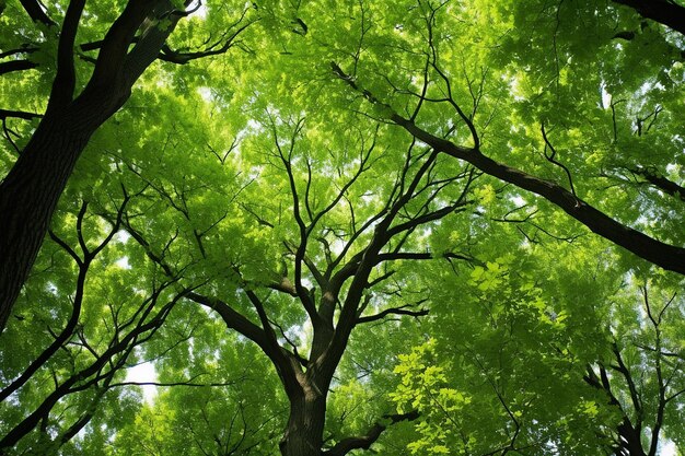 Le sfumature del baldacchino verde