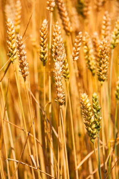 Le spighe dei cereali maturati fotografate da un primo piano