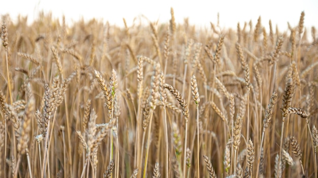 le spighe di grano maturo nel campo sono piene di luce solare e calore