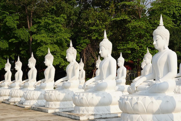 le statue bianche del Buddha sono disposte in belle file