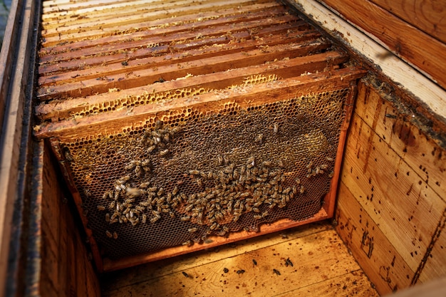 Le strutture di legno con il favo in alveare di legno aperto, raccolgono il miele, concetto di apicoltura