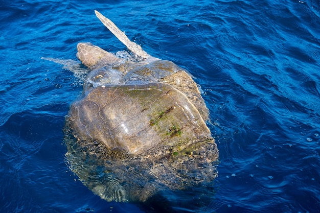 Le tartarughe marine Olive Ridley o Lepidochelys olivacea eseguono rituali di accoppiamento