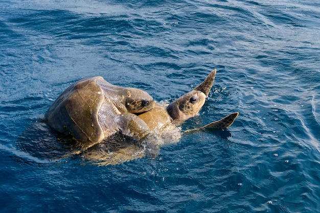 Le tartarughe marine Olive Ridley o Lepidochelys olivacea eseguono rituali di accoppiamento