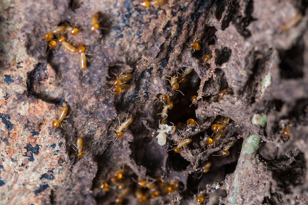 Le termiti sono nel nido.