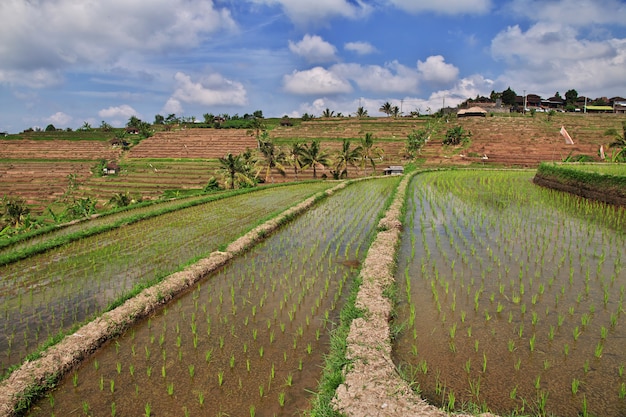 Le terrazze di riso a Bali, in Indonesia