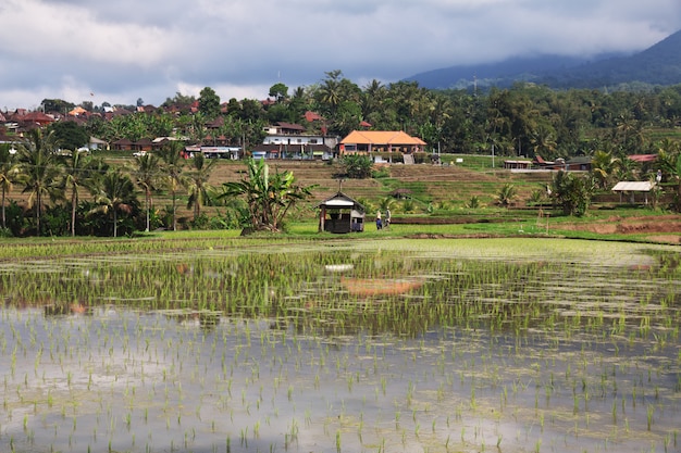 Le terrazze di riso a Bali, in Indonesia