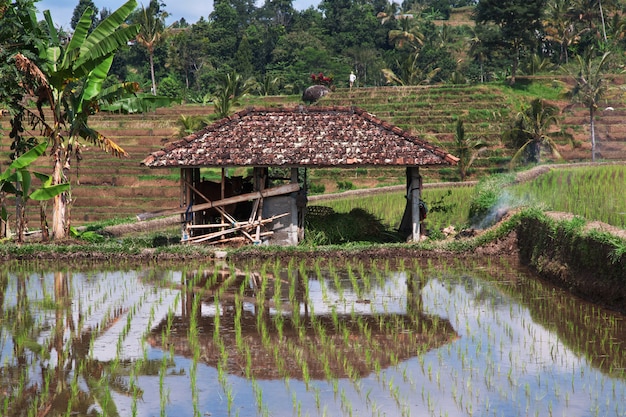 Le terrazze di riso a Bali, in Indonesia