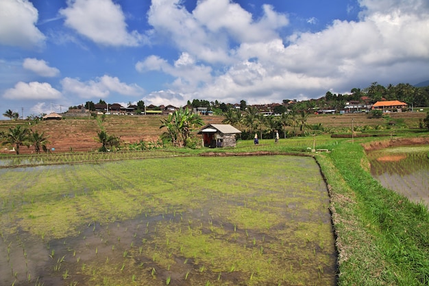 Le terrazze di riso a Bali, Indonesia