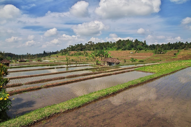 Le terrazze di riso a Bali, Indonesia