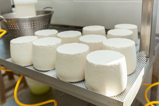 Le teste di formaggio vengono fatte essiccare su graticci nel caseificio. Laboratorio per la produzione di formaggio in un'azienda ecologica.