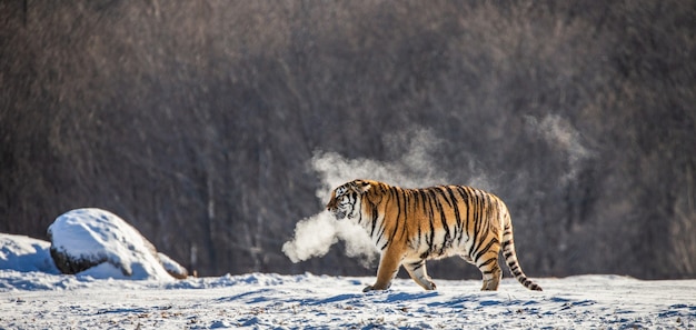 Le tigri siberiane stanno su una collina innevata