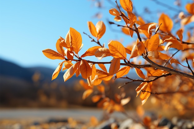 Le tranquille foglie degli alberi in autunno si fondono perfettamente con il cielo limpido