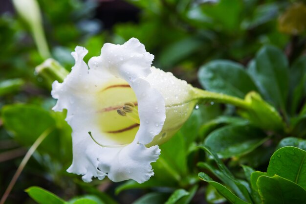 Le TROMBE bianche degli ANGELI fioriscono nel giardino