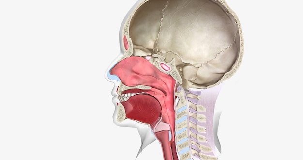 Le ulcere di ulcera chiamate anche ulcere aftose sono piccole piaghe rotonde all'interno della bocca o alla base delle gengive