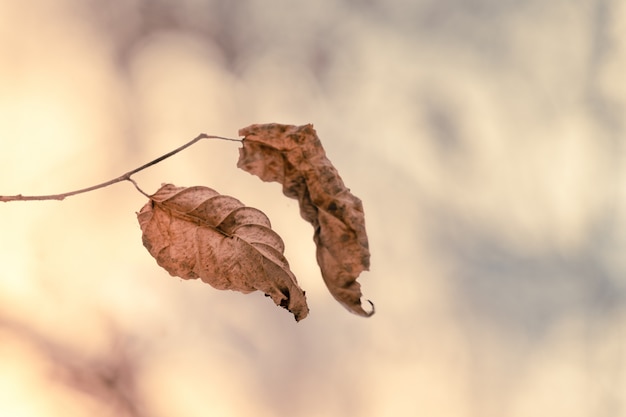 Le ultime foglie d'autunno su un ramo