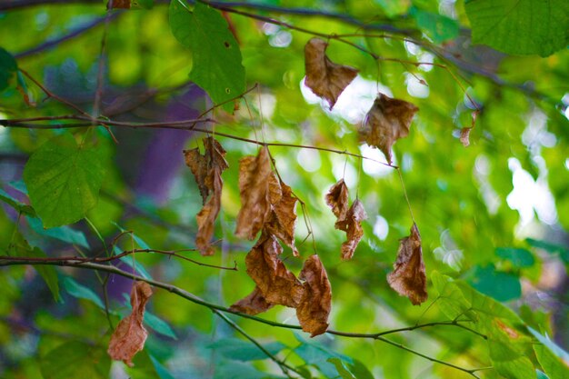 Le ultime foglie secche sui rami negli ultimi giorni d'autunno