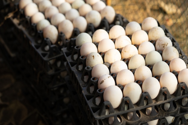 Le uova di anatra della fattoria vengono raccolte per la vendita.