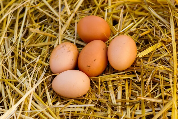 Le uova marroni naturali del pollo si trovano sulla paglia