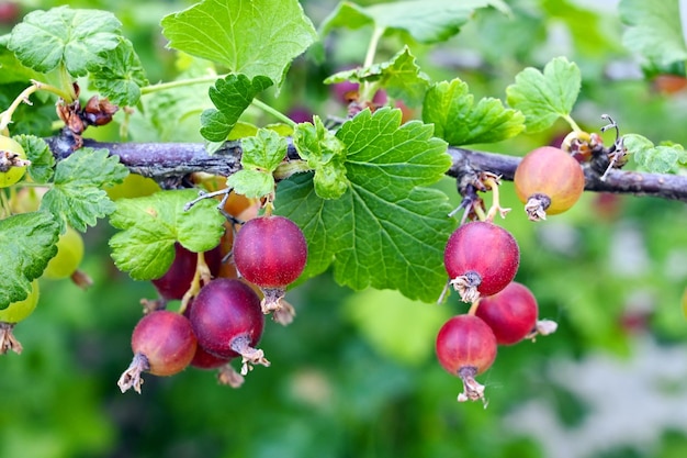 le uva spina maturano in giardino