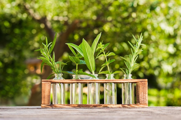 Le varie erbe fresche in boccette trasparenti sono in piedi in un supporto di legno all'aperto Il concetto di produrre medicine naturali a casa