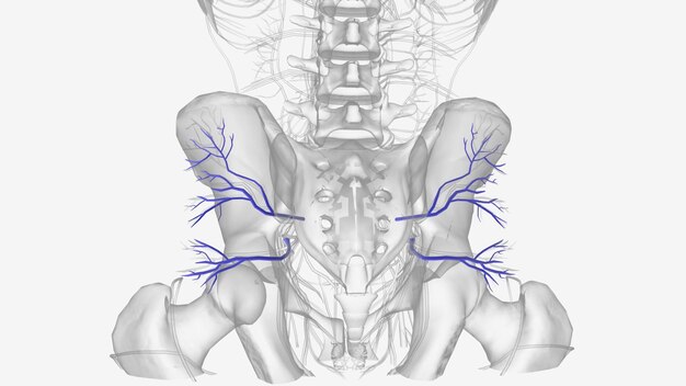 le vene gluteali inferiori sono vene comitatrici dell'arteria gluteale inferiore