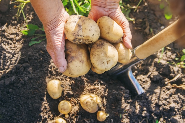 Le verdure biologiche fatte in casa raccolgono le patate Messa a fuoco selettiva