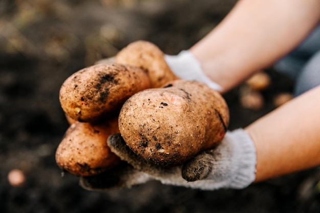 Le verdure biologiche fatte in casa sono patate raccolte Fuoco selettivo