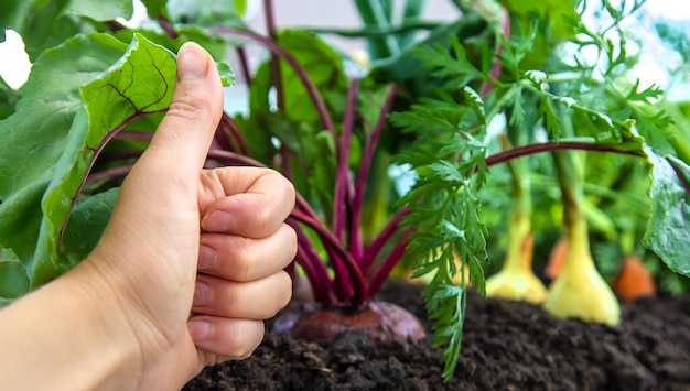 Le verdure crescono nel giardino Messa a fuoco selettiva