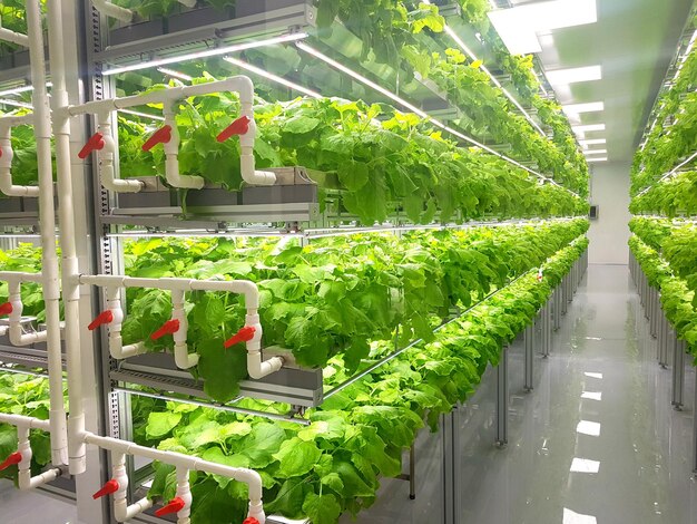 Le verdure fresche stanno crescendo nell'azienda agricola dell'interno/azienda agricola verticale.