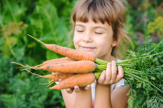 Le verdure organiche fatte in casa raccolgono carote e barbabietole