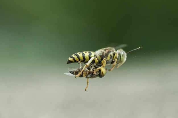 Le vespe volanti portano le mosche a predare