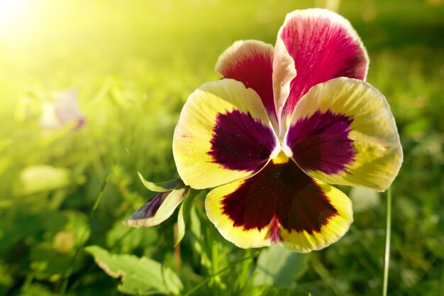 Le viole del pensiero fioriscono in erba verde su un verde vago