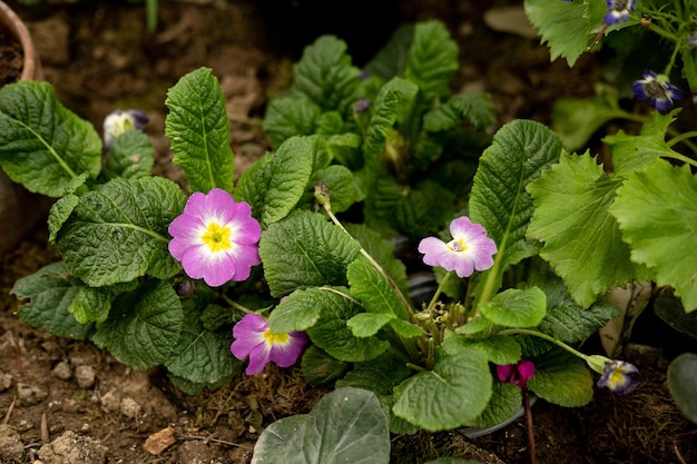 Le violette sbocciano nella fioritura primaverile del giardino botanico