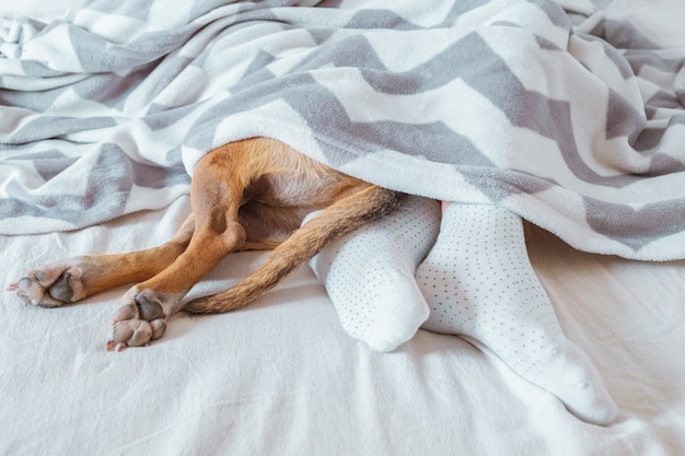 Le zampe dell'uomo e del cane spuntano da una coperta.