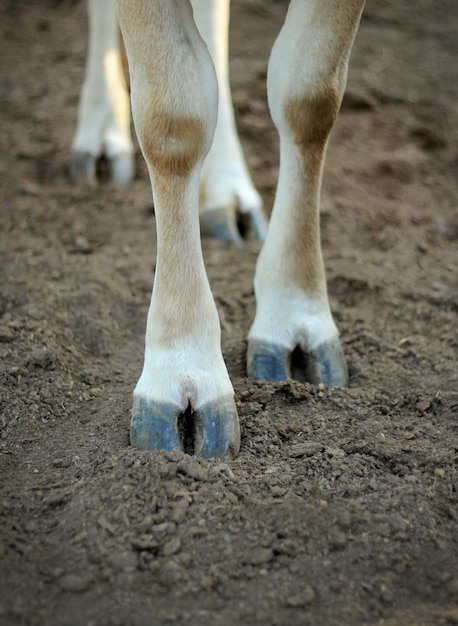 Le zampe di una mucca in piedi a terra.