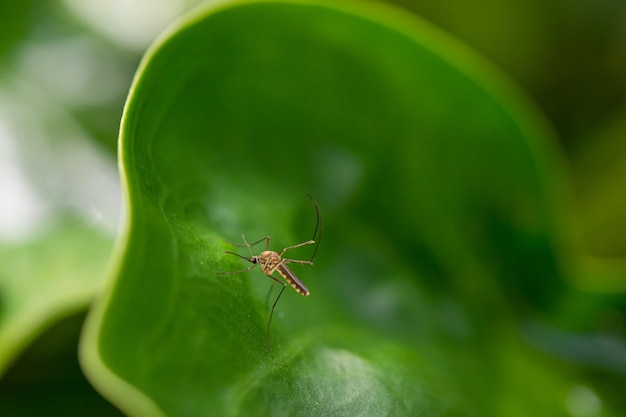 Le zanzare Aedes volano per catturare le foglie.