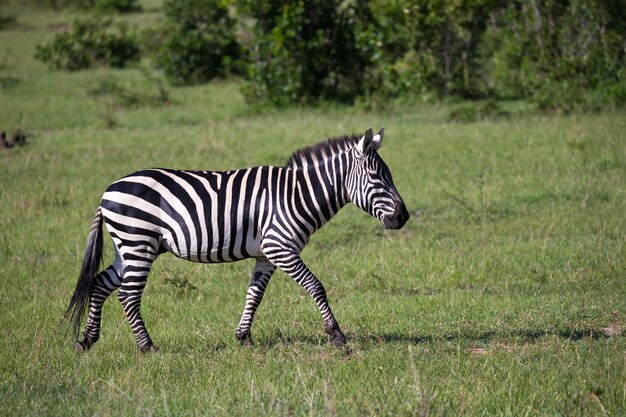 Le zebre corrono e pascolano nella savana