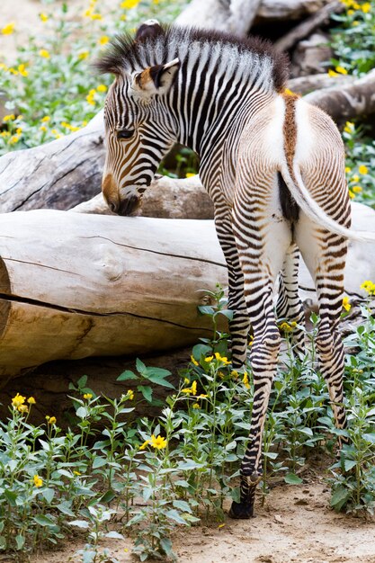 Le zebre di Grevys sono le specie più minacciate di zebre.