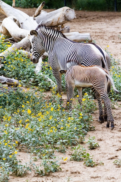 Le zebre di Grevys sono le specie più minacciate di zebre.