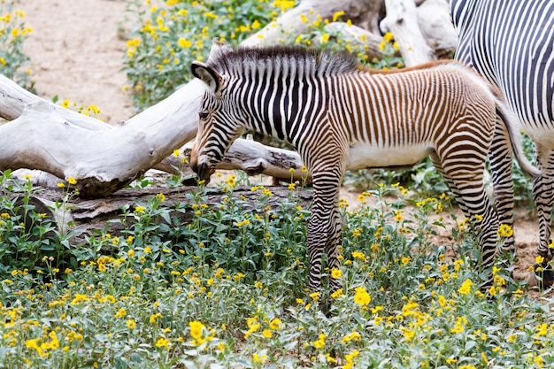 Le zebre di Grevys sono le specie più minacciate di zebre.