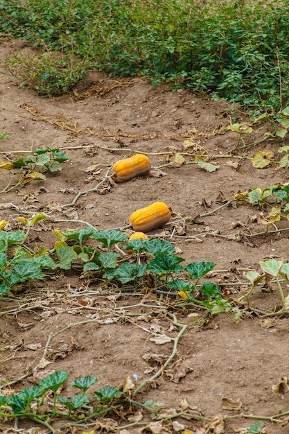 Le zucche mature giacciono a terra